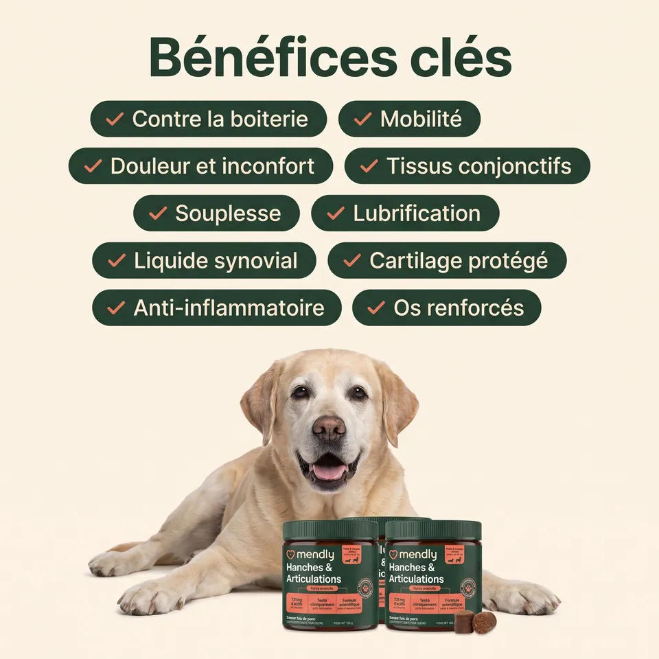 Les 10 bénéfices clés des bouchées Mendly